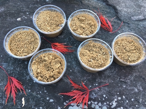 秋のオオクワガタ採集