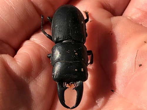 埼玉県のカブトムシ クワガタ河川敷採集