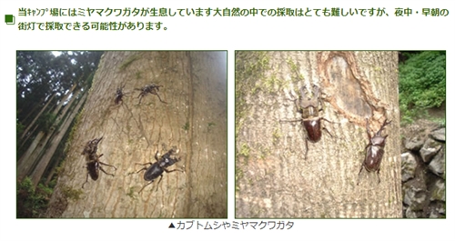 ミヤマクワガタ カブトムシ採集 埼玉