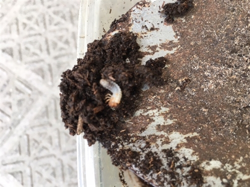ヘラクレスオオカブトの成長とカブトムシの幼虫誕生