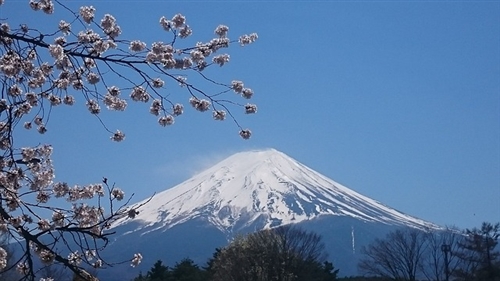 神奈川のコクワガタと富士山にカブトムシ獲りにいくぞ