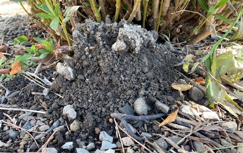 もぐらの駆除・退治方法