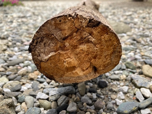 オオクワガタ 採集場所　朽木トラップ採取