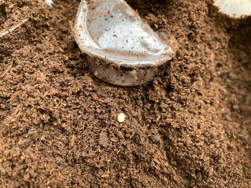 カブトムシ幼虫マットはダイソーがおススメ!?