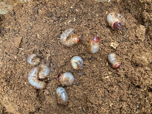 カブトムシの幼虫を大きくする方法