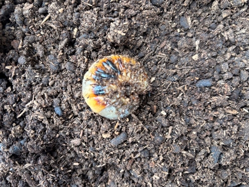 カブトムシ幼虫の黒点病