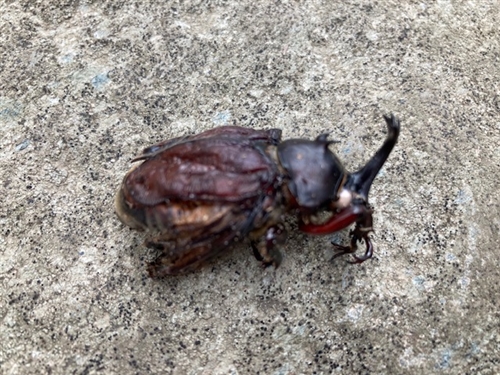 カブトムシ幼虫の菌糸ビン飼育