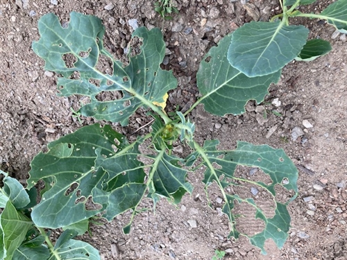 カブトムシ里親牧場でアオムシ退治