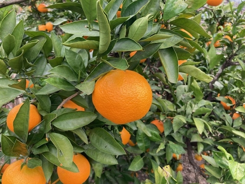 カブトムシ里親牧場でアオムシ退治