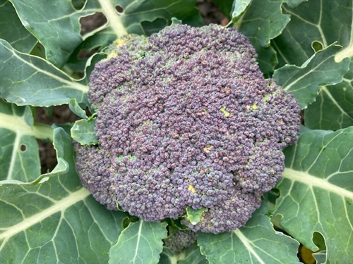 カブトムシ里親牧場でアオムシ退治