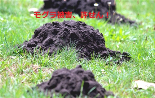 モグラ退治のプロに依頼するメリット:専門知識や機材を使い、迅速・確実にモグラ駆除を行える利点