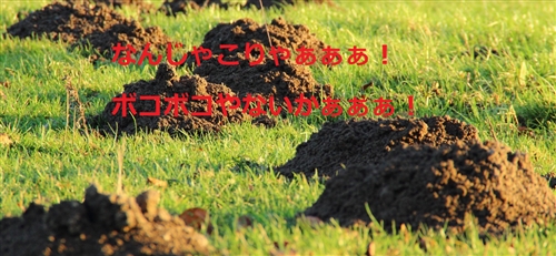 モグラ被害の解決方法と防止策：芝生や庭の被害を防ぐ方法と注意点