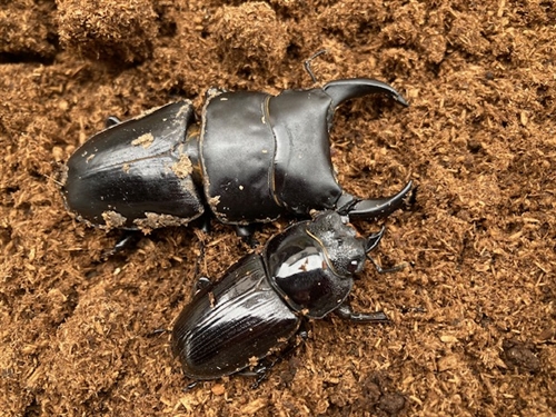 神奈川県横浜市新治市民の森でカブトムシ・クワガタ採集