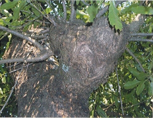 福井県のカブトムシ、クワガタ採集ポイント