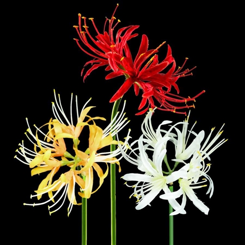 『鬼滅の刃』青い彼岸花の謎を解明!科学的理由と可能性を徹底解説!